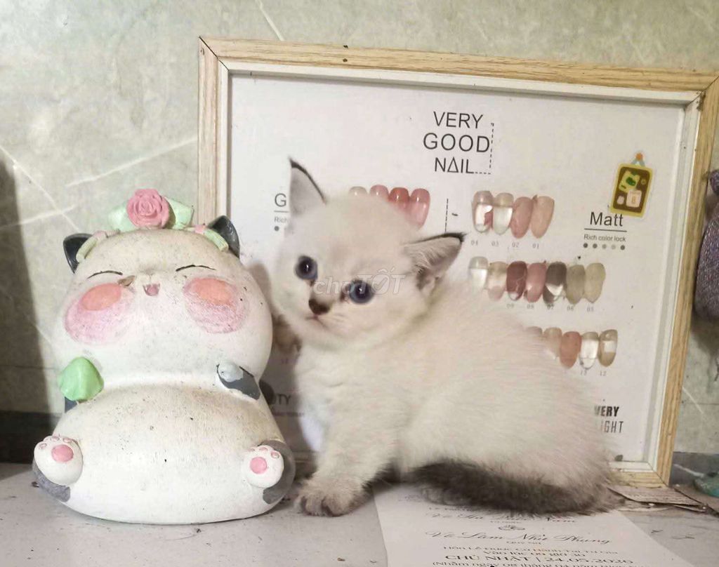 Mèo Munchkin chân lùn siêu dễ thương. Mua bán Mèo tại Quận Thốt Nốt Cần Thơ được đăng bởi Vựa Mèo Xinh giá luôn rẻ  bhsk  tốt  hình 1