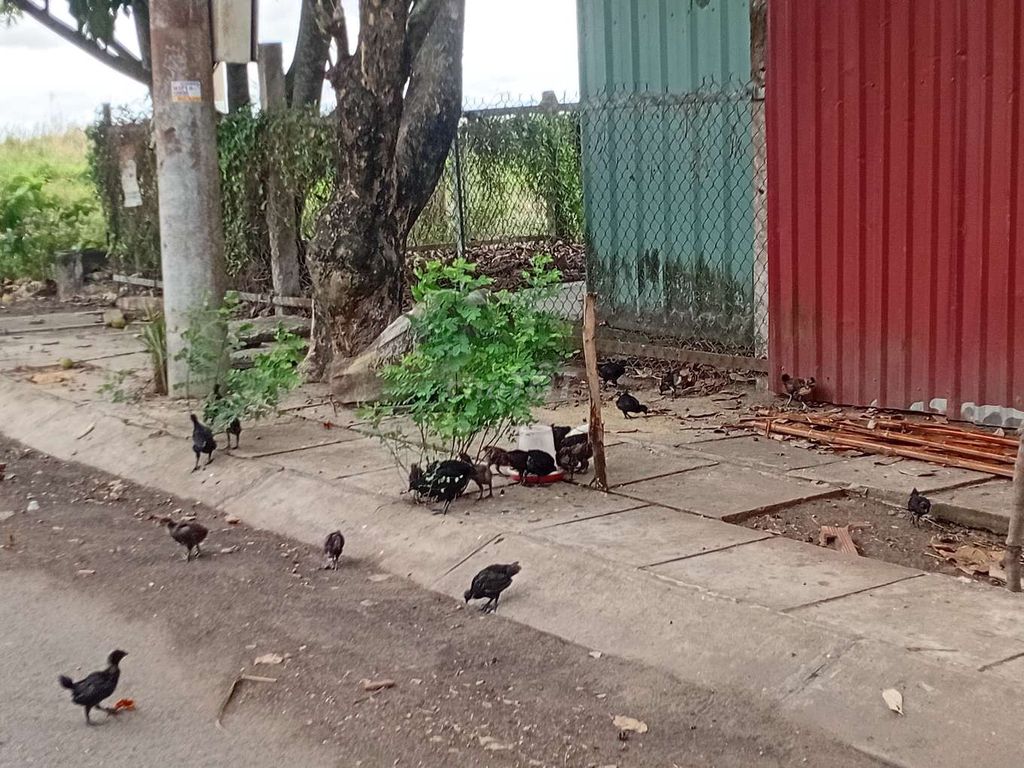 Gà HMông đen 10-25 ngày tuổi. Mua bán Gà tại Huyện Bến Lức Long An được đăng bởi Nguyễn Thị Thanh hình 1
