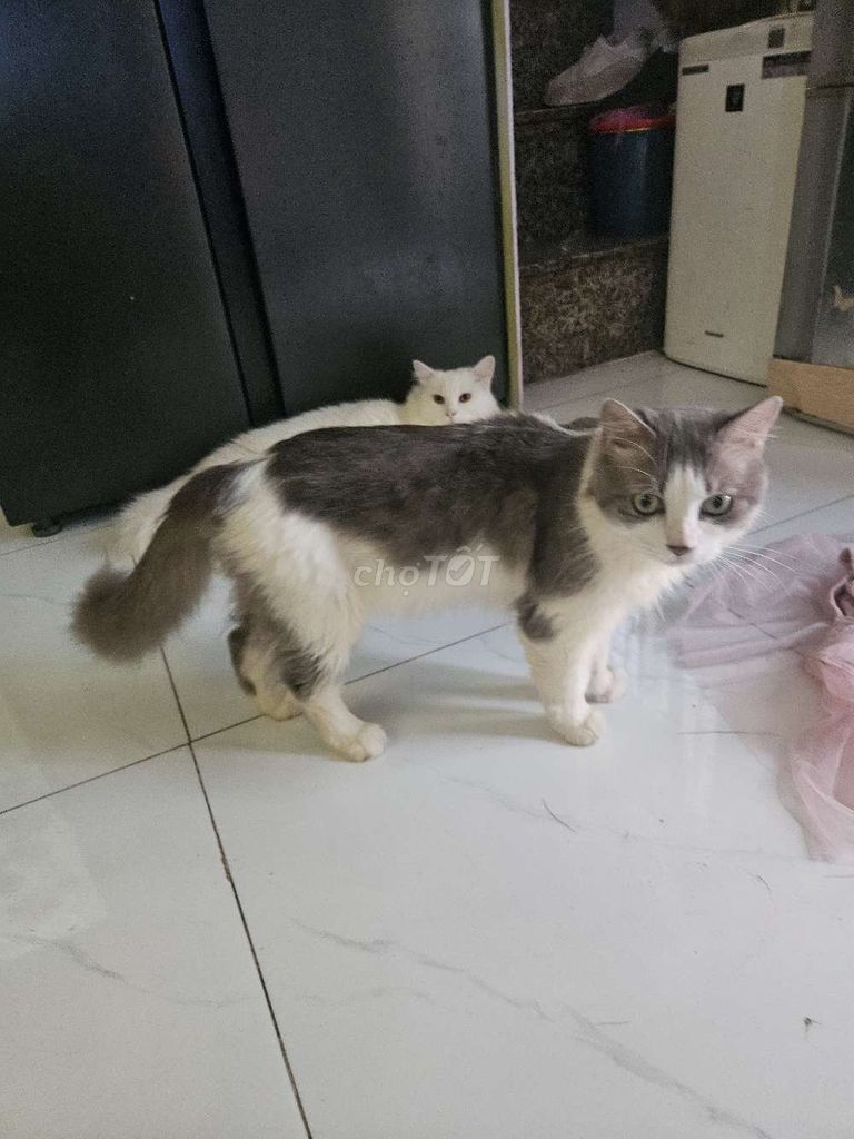 Mèo Ba Tư cái trắng xám hiền lành sức khỏe tốt. Mua bán Mèo tại Huyện Bình Chánh Tp Hồ Chí Minh được đăng bởi truong hình 1