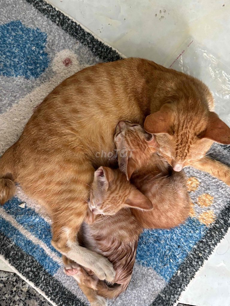 Cho tặng mèo con. Mua bán Mèo tại Huyện Nhà Bè Tp Hồ Chí Minh được đăng bởi  Hồng Trâm hình 1