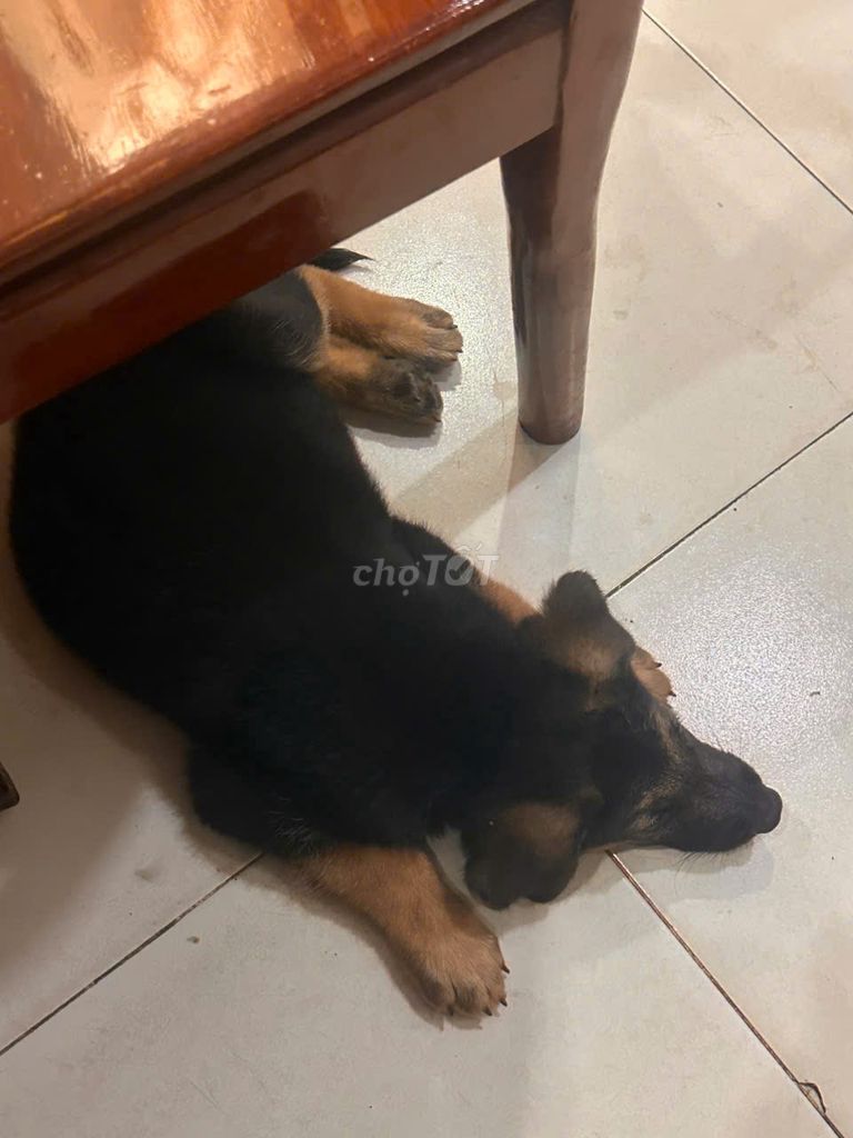 Chó Becgie Đức Đen vàng 2 tháng tuổi. Mua bán Chó tại Huyện Chơn Thành Bình Phước được đăng bởi Dr. Lê Thanh Hung hình 1