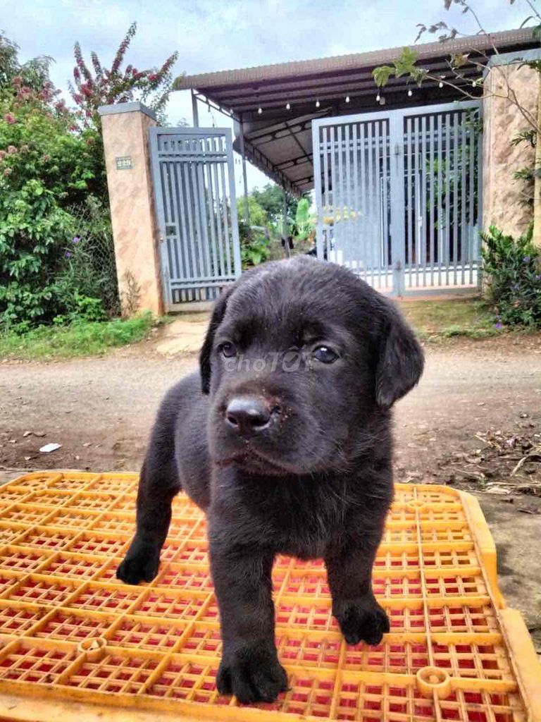 Labrador thuần chủng tìm bát mới ☘️☘️☘️. Mua bán Chó tại Thành phố Thủ Đức Tp Hồ Chí Minh được đăng bởi Huyền chip hình 2