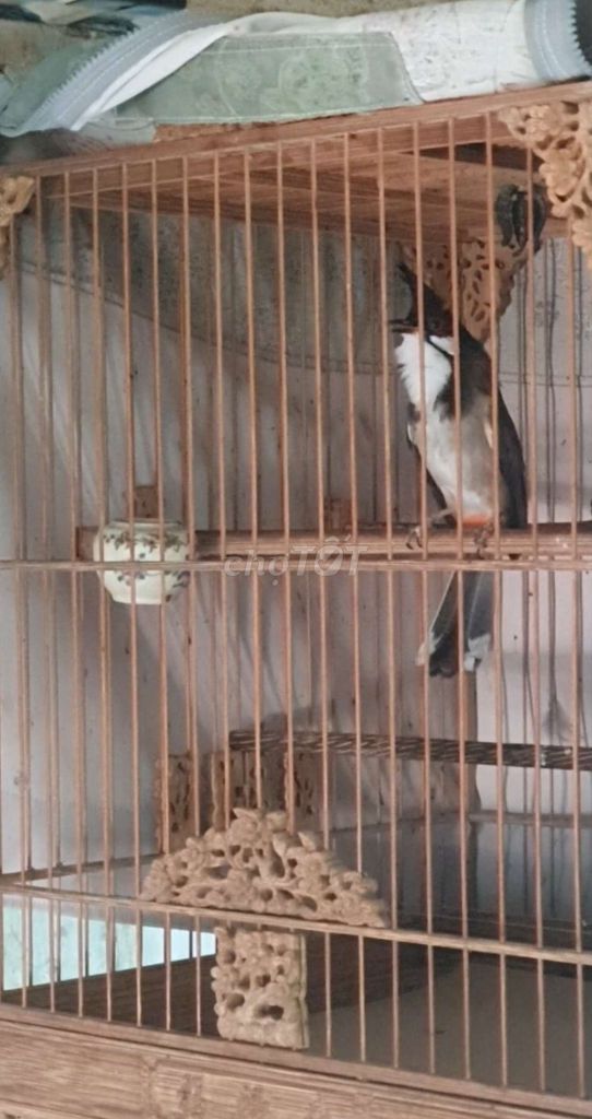 Chim Đấu Trường Lân Tê Giải khá Nhiều Lông Mới. Mua bán Chim tại Thành phố Thủ Đức Tp Hồ Chí Minh được đăng bởi Chào Mào Bổi Giàn Cứng Thi Đấu hình 1