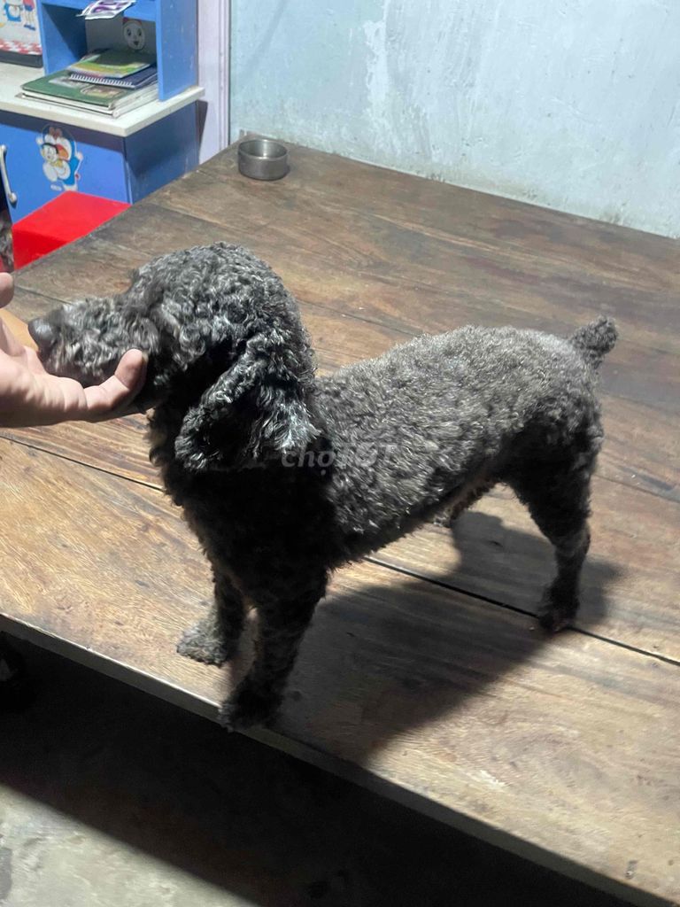 Chó Poodle. Mua bán Chó tại Huyện Kế Sách Sóc Trăng được đăng bởi Minh Khánh hình 1