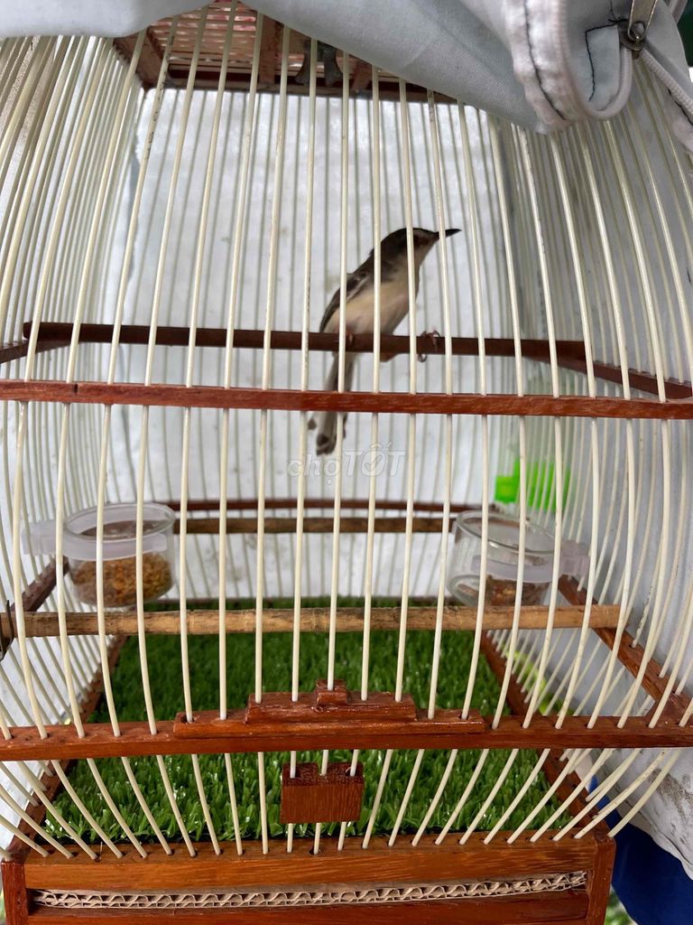 Chim sâu lác bổi. Mua bán Chim tại Huyện Nhà Bè Tp Hồ Chí Minh được đăng bởi Hút mật  hình 1