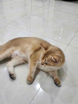 Mèo golden