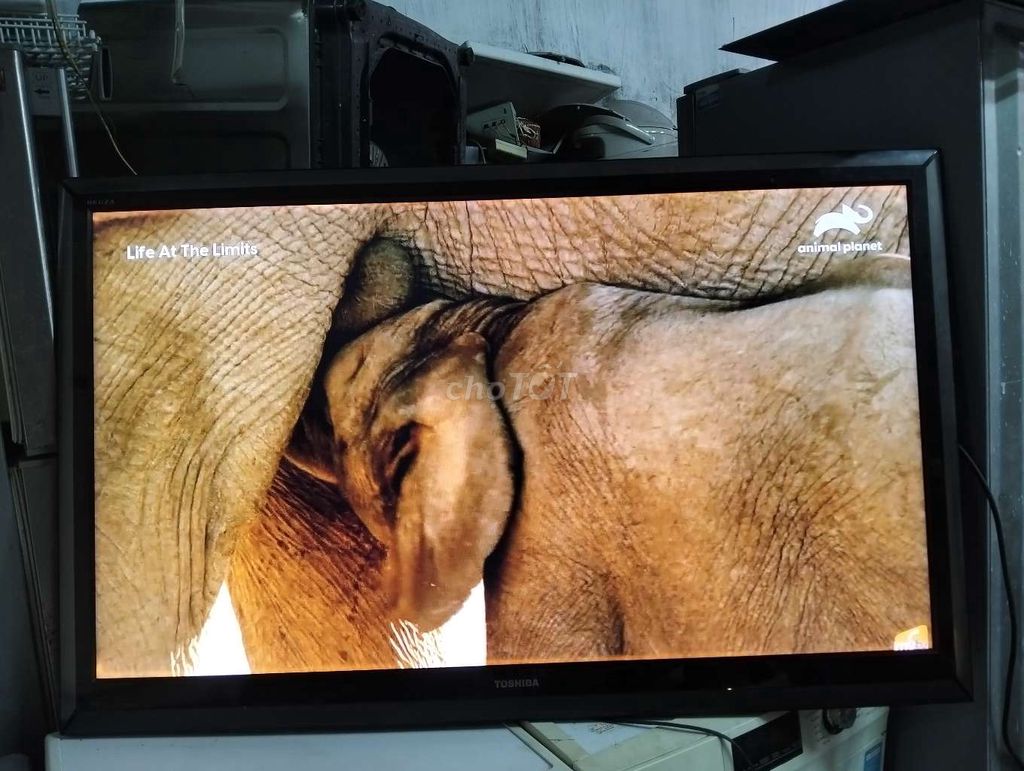 Tivi Toshiba 55 inch. Mua bán Tivi, Âm thanh tại Thành phố Vũng Tàu Bà Rịa - Vũng Tàu được đăng bởi Minh Hà hình 1