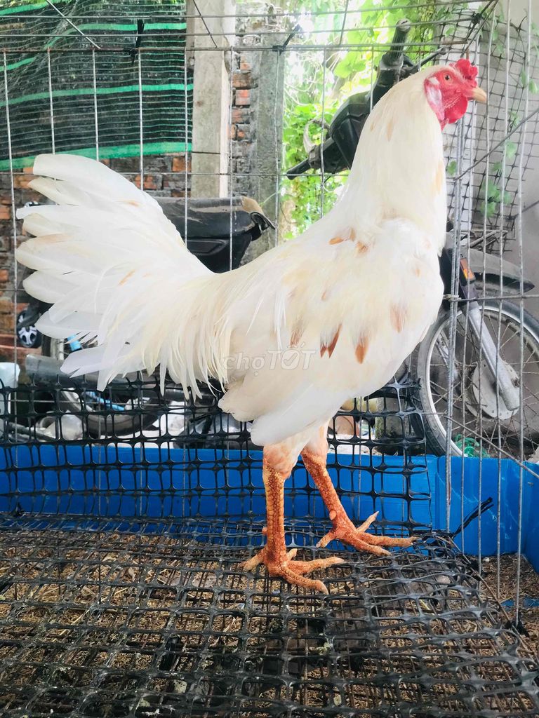 Gà trống 3kg trắng 8 tháng. Mua bán Gà tại Huyện Mang Thít Vĩnh Long được đăng bởi Hưng Quoc hình 1