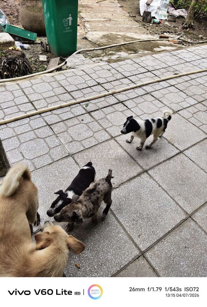 Chó Poodle Đực Cái Đen trắng Nâu tặng. Mua bán Chó tại Huyện Châu Thành Hậu Giang được đăng bởi Hoang Hen Dang hình 1