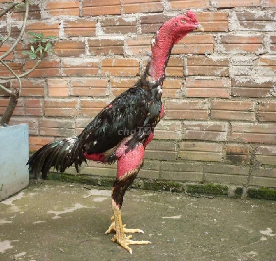 Trứng gà nòi trống. Mua bán Gà tại Quận 10 Tp Hồ Chí Minh được đăng bởi Mai Thúc Anh hình 1