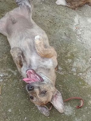 Bán chó con