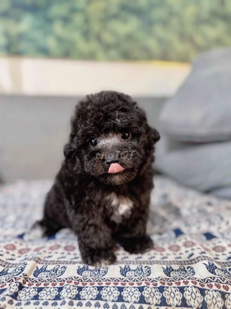 Chó Poodle đực Xám đã tiêm mũi 1. Mua bán Chó tại Quận 7 Tp Hồ Chí Minh được đăng bởi Lộc hình 1