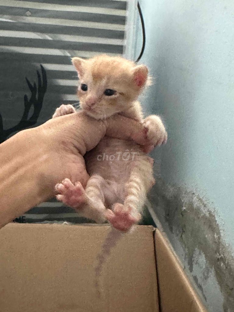 Mèo lai Vàng kem, Đen vằn con. Mua bán Mèo tại Thành phố Vĩnh Long Vĩnh Long được đăng bởi thanh dat chiem hình 1