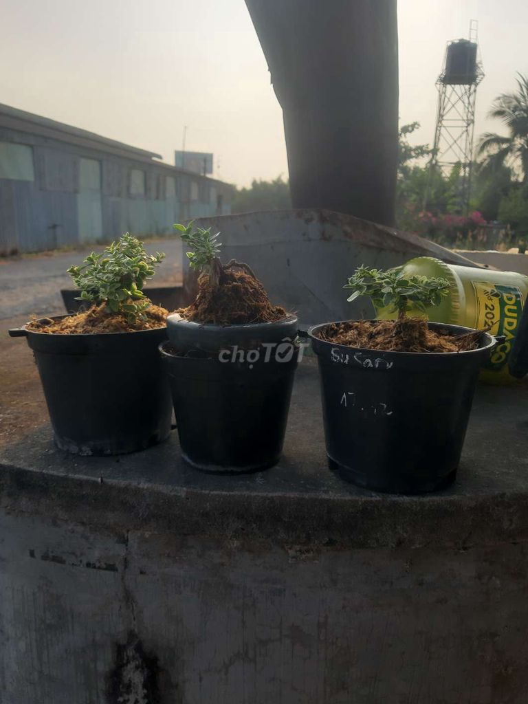 Cây cảnh bonsai dễ chăm sóc. Mua bán Cây cảnh, đồ trang trí tại Huyện Thủ Thừa Long An được đăng bởi Võ Hoàng Huân hình 1