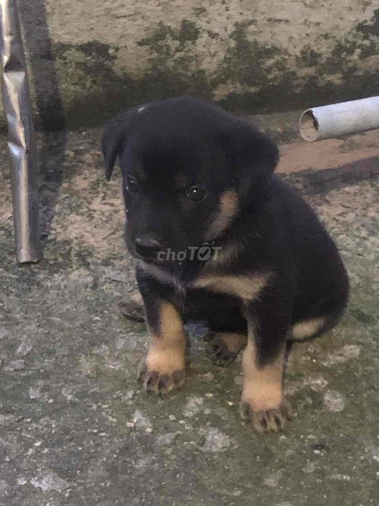 cần rã đàn cún gần 2 tháng tuổi. Mua bán Chó tại Huyện Bàu Bàng Bình Dương được đăng bởi Trà My Nguyễn hình 2