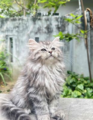 Tìm nhà mới cho bé mèo Anh, 1.5 cá. Mua bán Mèo tại Quận Cẩm Lệ Đà Nẵng được đăng bởi Miu miu