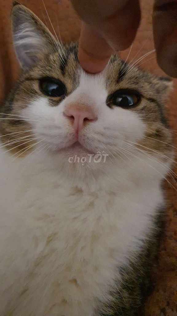 Mèo Beo 10 tháng tuổi. Mua bán Mèo tại Quận Đống Đa Hà Nội được đăng bởi Su Su hình 1