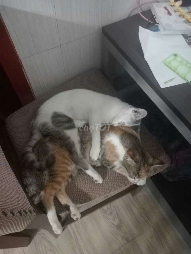 Mèo Tam thể cái đã tiêm phòng khỏe mạnh. Mua bán Mèo tại Thành phố Thuận An Bình Dương được đăng bởi Đinh Tiễn hình 1