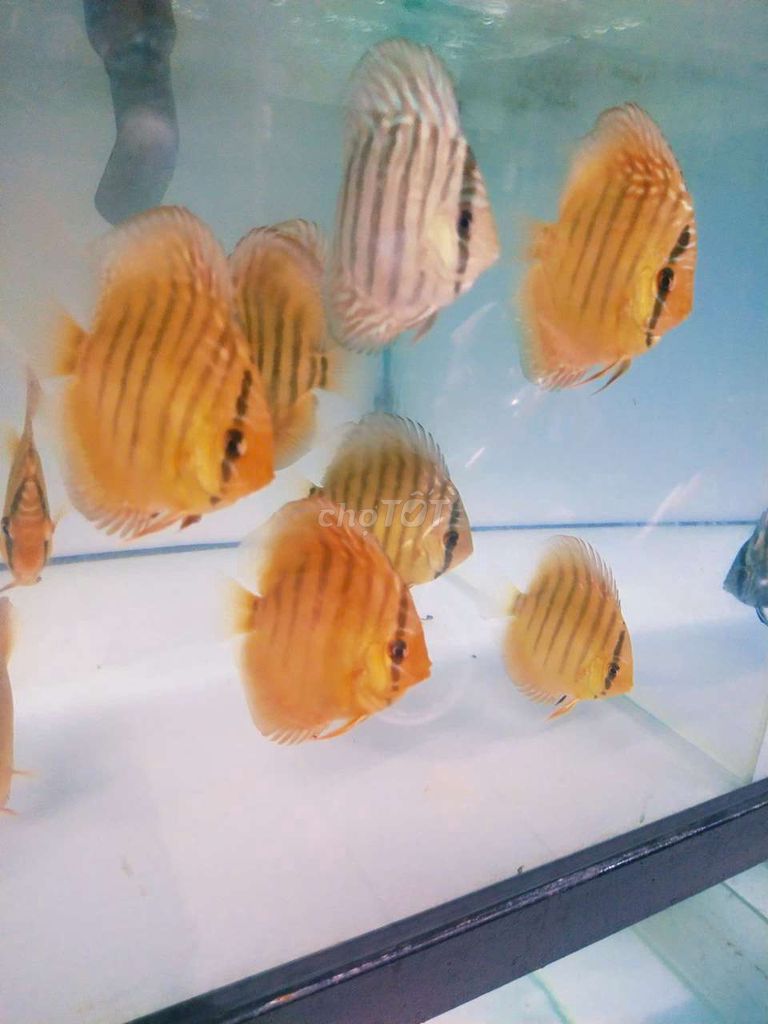 Cá dĩa Malboro Nâu Body tròn. Mua bán Thú cưng khác tại Quận Tân Bình Tp Hồ Chí Minh được đăng bởi Cá dĩa Như Ý hình 1