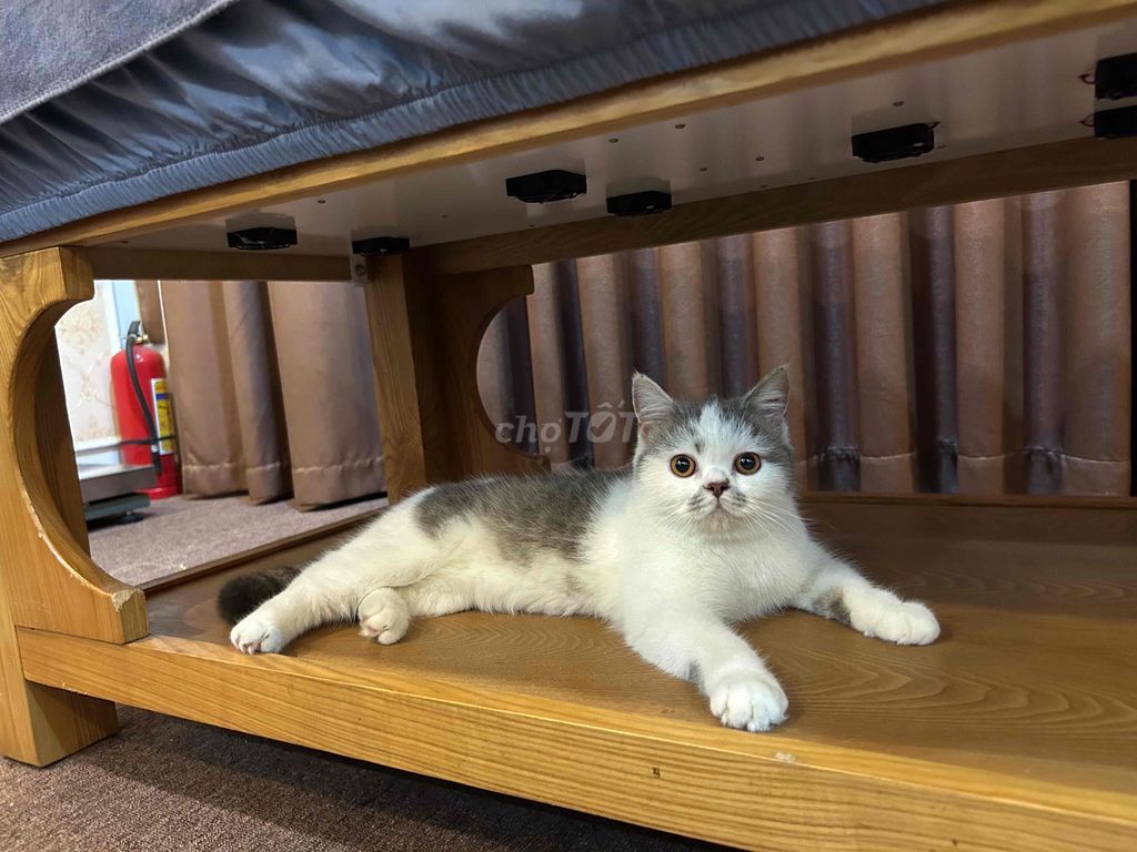 Mèo ALN cái 11 tháng. Mua bán Mèo tại Quận Hà Đông Hà Nội được đăng bởi thànhh đạtt hình 1