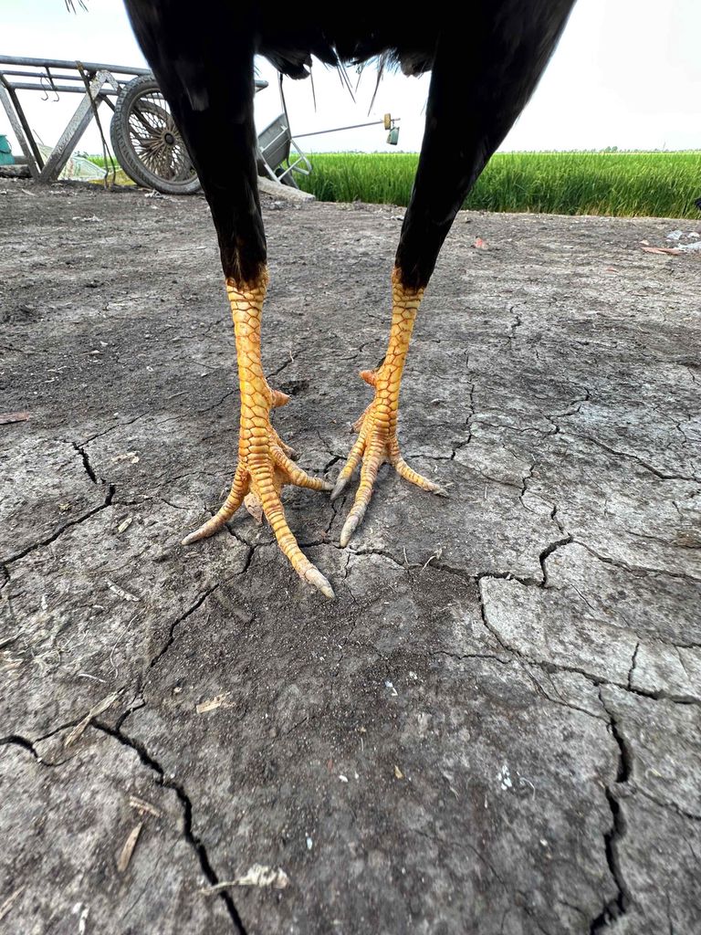 Gà tre mỹ lai. Mua bán Gà tại Huyện Tân Hiệp Kiên Giang được đăng bởi Hảii hình 1