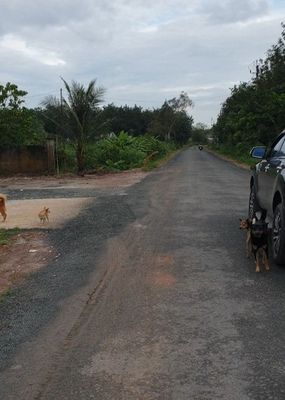 Ngộp lãi cắt lỗ sâu đất đường nhựa, tại xã Tân Đông,Tân Châu, Tây Ninh. Mua bán đất tại Huyện Tân Châu Tây Ninh được đăng bởi Hướng