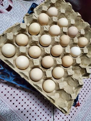 Trứng gà vịt tại vườn miền tây(giá 36.000đ/10quả