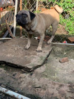 Cần gả nhanh e pug đực. Mua bán Chó tại Huyện Trảng Bom Đồng Nai được đăng bởi mr trần 