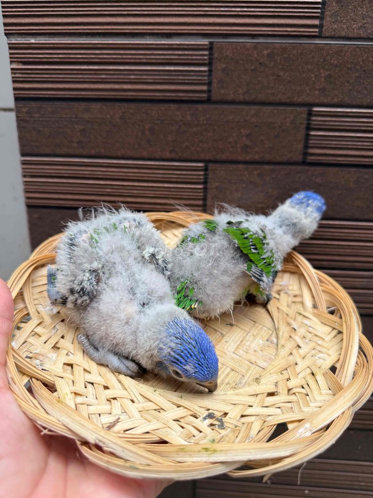 Chim Lori baby Baby Cả hai. Mua bán Chim tại Quận Tân Phú Tp Hồ Chí Minh được đăng bởi Thủy huỳnh hình 1