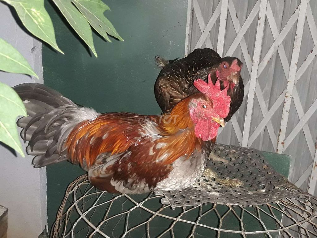 Gà Ninh Thuận 4kg nhiều màu gl. Mua bán Gà tại Quận Bình Tân Tp Hồ Chí Minh được đăng bởi Amin hình 1