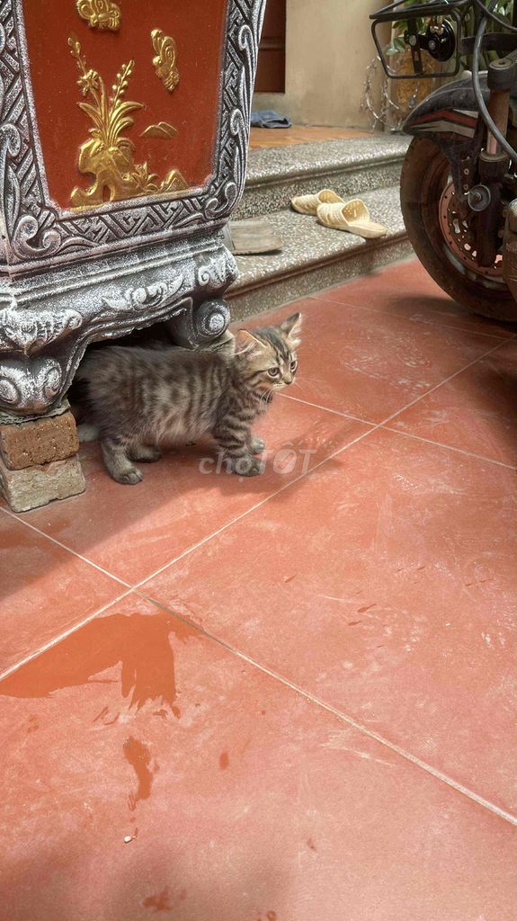 Aln tabby