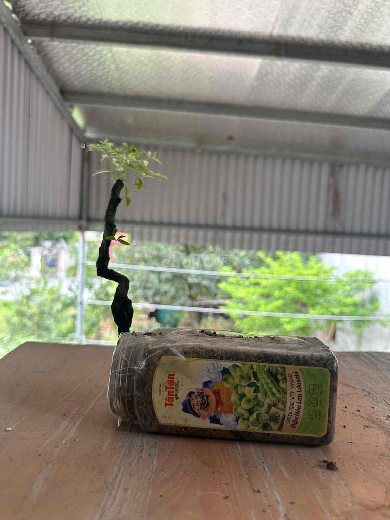 Cây cảnh Muội hồng 4 tháng. Mua bán Cây cảnh, đồ trang trí tại Huyện Thường Tín Hà Nội được đăng bởi minh phúc hình 1