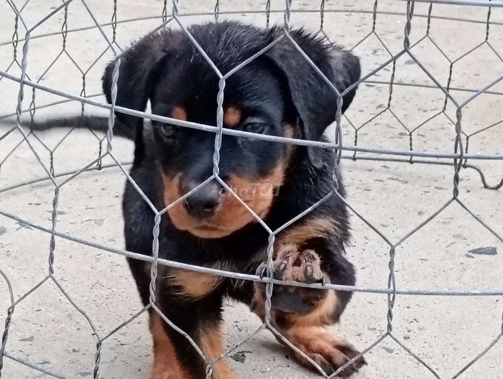 Chó Rottweiler 6-8kg đã tiêm. Mua bán Chó tại Thành phố Phan Thiết Bình Thuận được đăng bởi Nhân Rottweiler  hình 1
