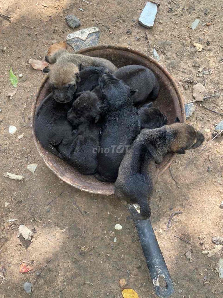 Chó Poodle con đen nâu 8 tháng. Mua bán Chó tại Thành phố Thuận An Bình Dương được đăng bởi lanh hình 1
