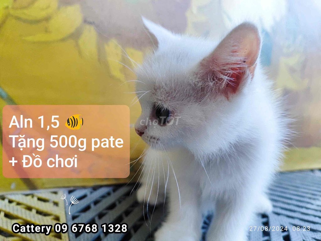 Đàn mèo nhà trồng 1.5 cá tặng pate.đồ chơi