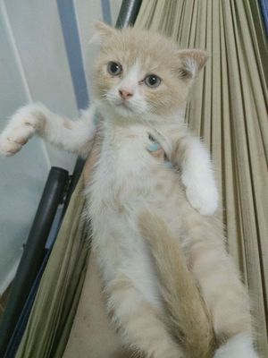 2 bé mèo cam Anh lông ngắn. Mua bán Mèo tại Huyện Hóc Môn Tp Hồ Chí Minh được đăng bởi Kim Shiny