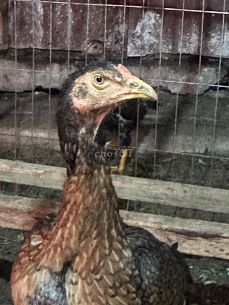 Gà Nam Bịp 8 lạng/con. Mua bán Gà tại Quận Nam Từ Liêm Hà Nội được đăng bởi Lợi Nguyễn huy hình 1