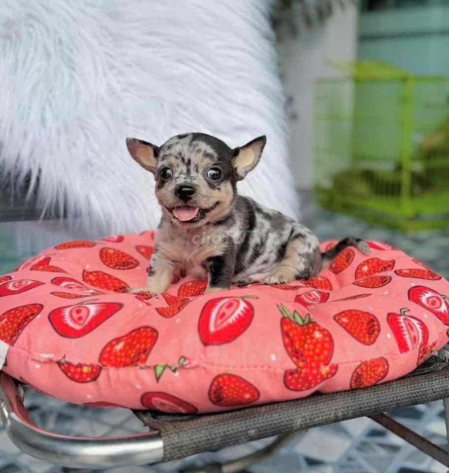 Chó Chihuahua mini dưới 1.8kg ( 3tr5 trở lên ). Mua bán Chó tại Quận Ninh Kiều Cần Thơ được đăng bởi Mẫnn Mẫnn hình 1