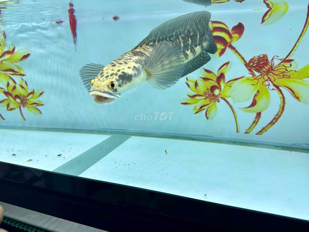 Thanh Lý Cá Lóc Cảnh Yellow Surat Thani size 36