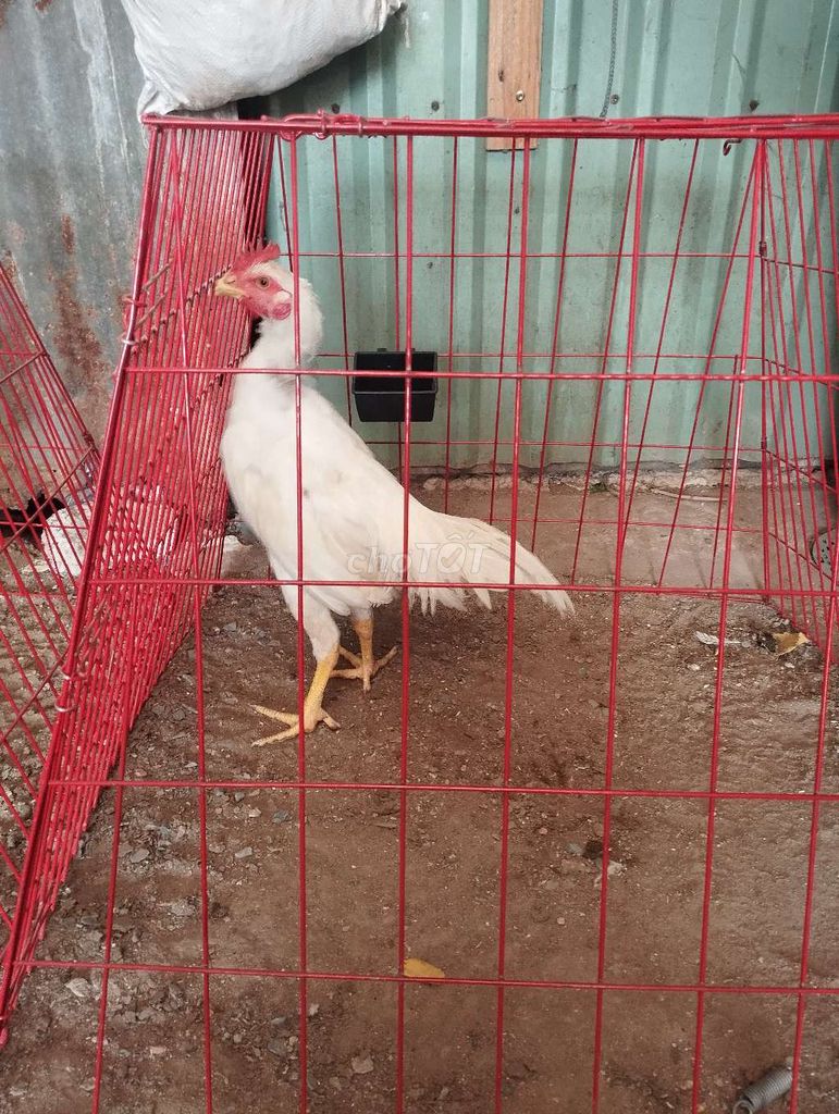 Gà nòi Thái rặc trống gần 4 tháng. Mua bán Gà tại Quận 10 Tp Hồ Chí Minh được đăng bởi mê gà tre hình 1