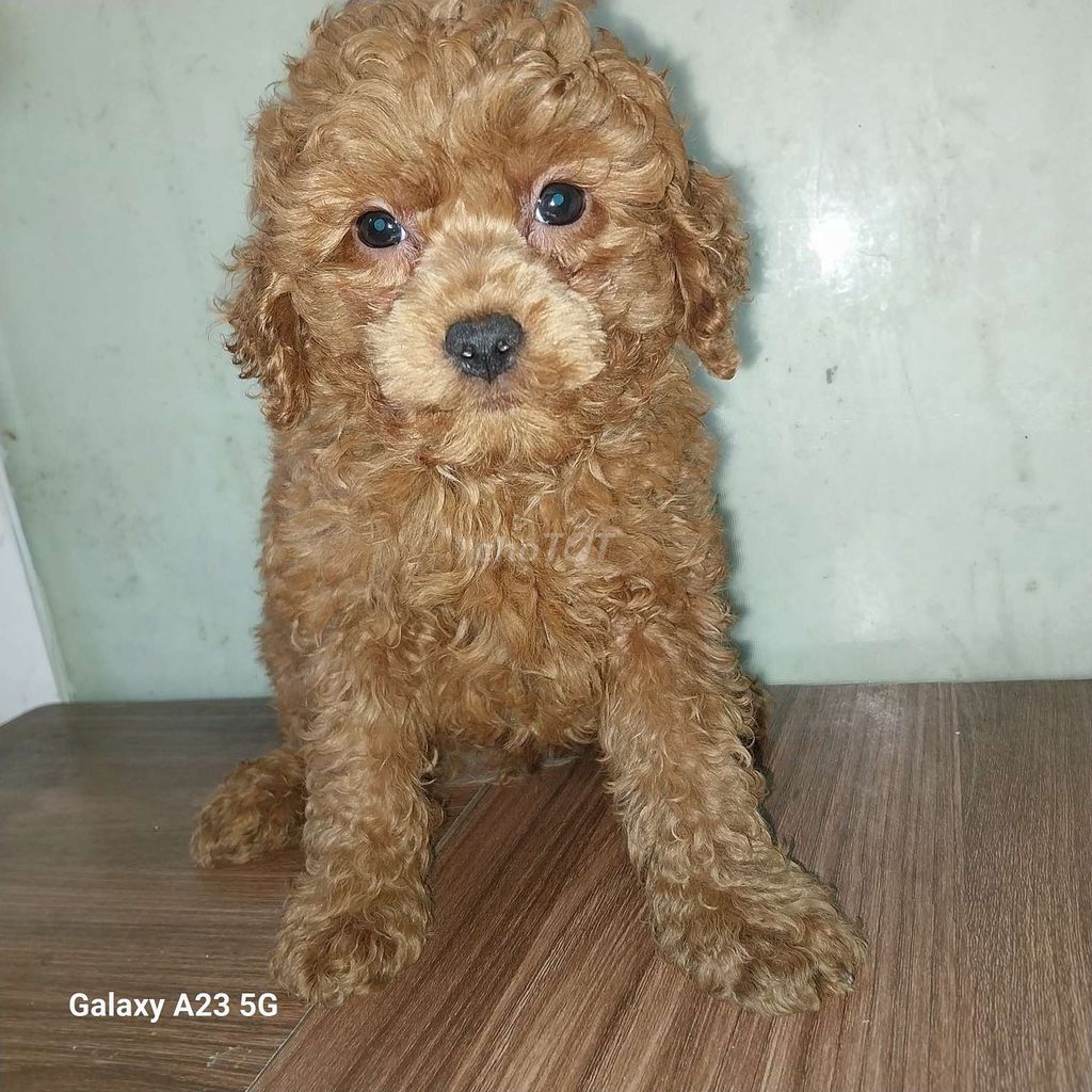 Nhà mình cún đẻ, còn 1 bé poodle nâu đỏ