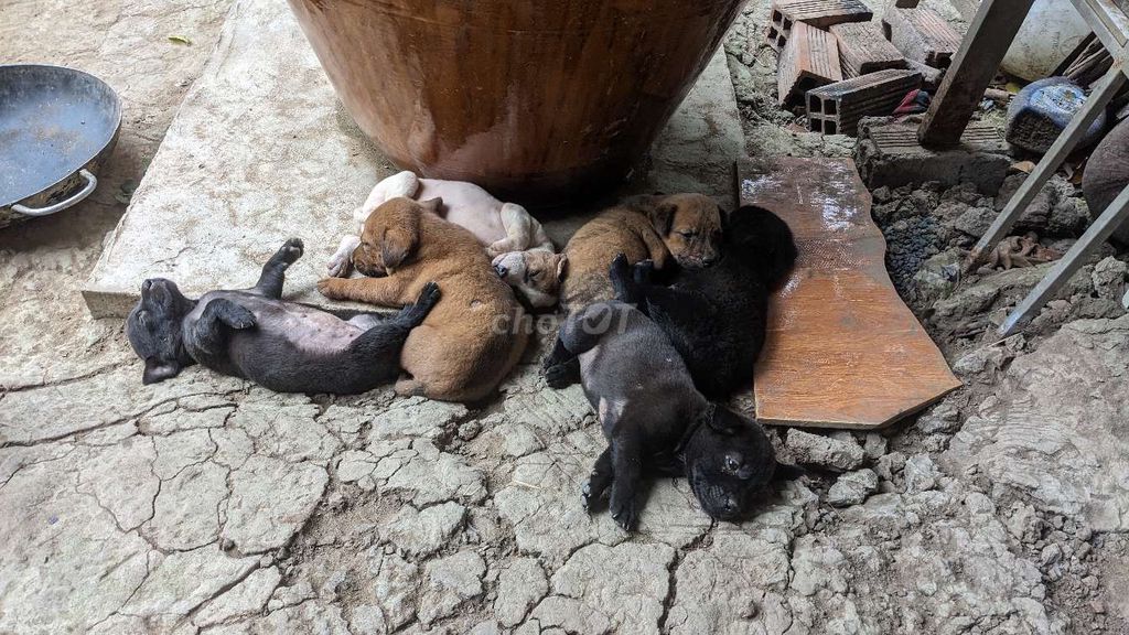 Chó con Đen Nâu Trắng. Mua bán Chó tại Huyện Phong Điền Cần Thơ được đăng bởi Huỳnh hình 1