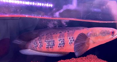 Cá lóc vảy rồng red barito size 32-33