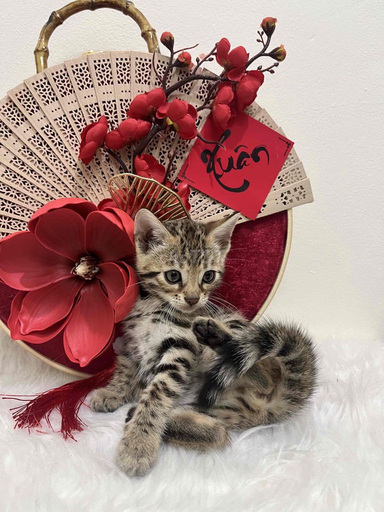 Bengal thuần chủng trên 3 tháng tuổi 1,1 kg. Mua bán Mèo tại Quận Cầu Giấy Hà Nội được đăng bởi Quỳnh Anh hình 1
