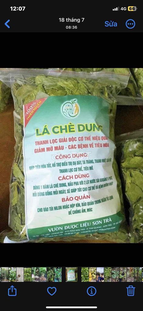 lá chè vằng,chè dung và cà gai leo U tốt cho SK