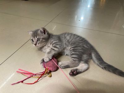Mèo anh lông ngắn ALN cái tai cụp tabby tìm ba mẹ. Mua bán Mèo tại Quận 12 Tp Hồ Chí Minh được đăng bởi Gia Cát Khổng Minh