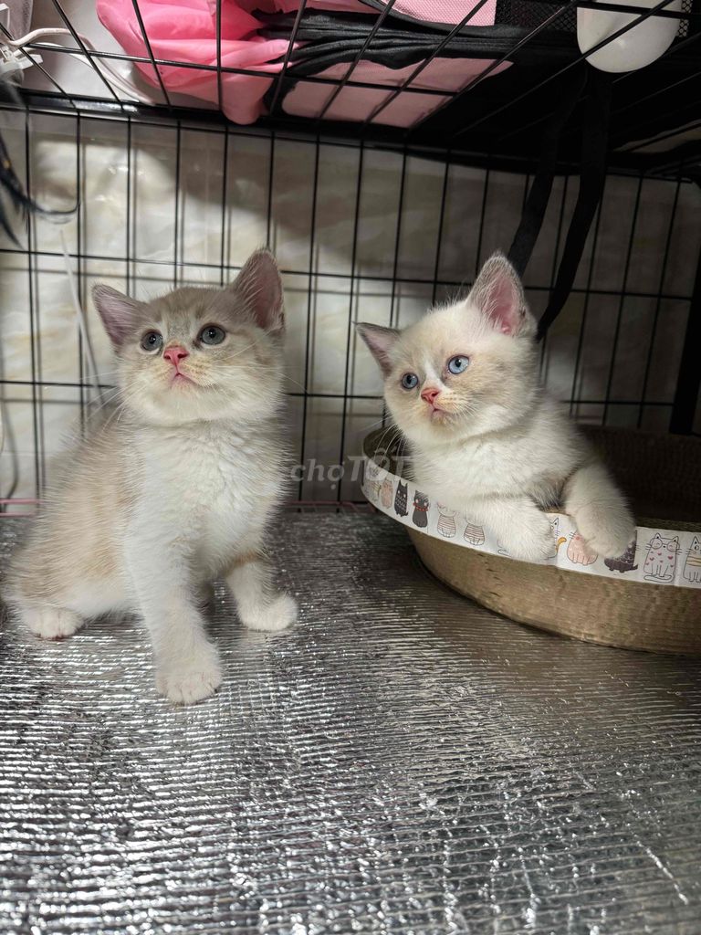 Mèo Anh lông ngắn 2 tháng tuổi. Mua bán Mèo tại Thành phố Thủ Đức Tp Hồ Chí Minh được đăng bởi Thư hình 1