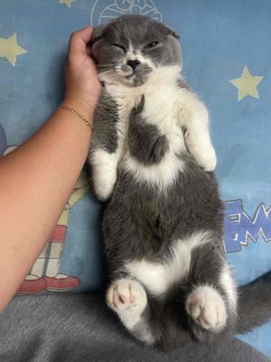 Mèo Chân lùn cái