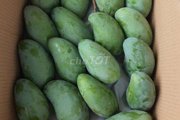 Xoài ba màu. Mua bán Đồ ăn, thực phẩm và các loại khác tại Thành phố Thuận An Bình Dương được đăng bởi Minh  hình 1