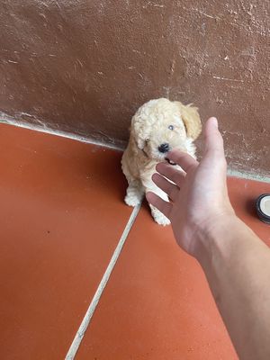 bé ngoan ăn khoẻ mình k có thời gian chăm. Mua bán Chó tại Huyện Quốc Oai Hà Nội được đăng bởi Dragon